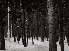 [스모로우] 개와 늑대의 시간 01