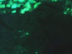 실버세벡 언어의 약속 上