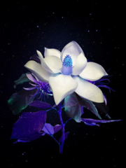 백유화(白楡花) 