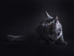 검은 고양이는 죽음을 부른다.