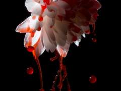 피를 먹는 꽃上