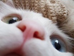 아기냥이 육아일기