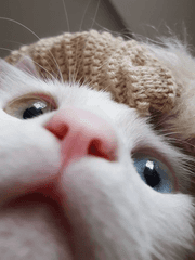 아기냥이 육아일기