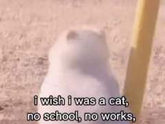 이번 생은 고양이?