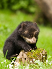 북극곰은 사람을 찢어