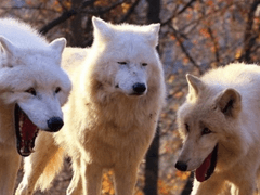 [자투리] 최근 습득한 쓸모 없는 지식들 (2)