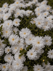 꽃말로 소설쓰기