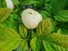 우리는 아직 피는 중입니다.