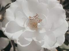 다복팔당多福八堂