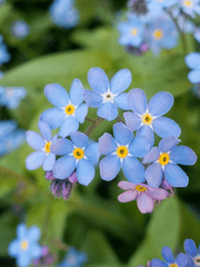 Myosotis