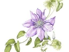 Clematis