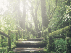 레이첼 로렌스 23 XX 엘프