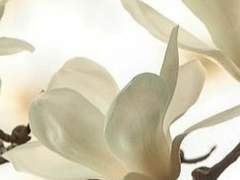 白河 ㅣ퇴마사ㅣ男ㅣ25