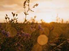 [조로산] Lacrimosa 23