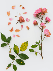 사랑 한 모금, 그리움 하나