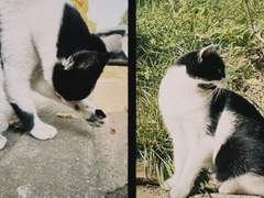 길냥이들 사진 찍기