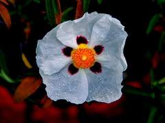 타오르는 꽃봉오리