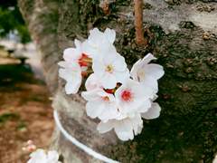 마음의 꽃, 지금