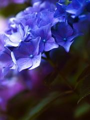 핫초코와 바이올렛