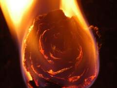 만개한 불꽃은 태양과도 같았다.