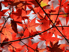 비 운낭 / 남성 / 50 / 너구리 영물