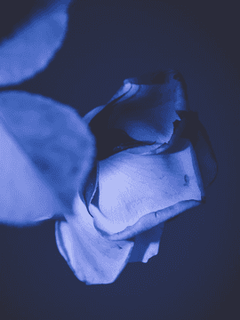 Jasny : 영원과 나의 비화록