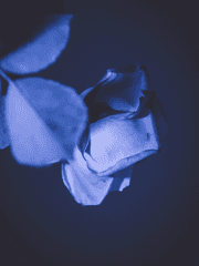 Jasny : 영원과 나의 비화록