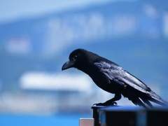 버려진 자들의 말로