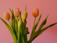 사랑에 빠져버린 파티클