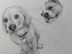 반려동물 그려드려요