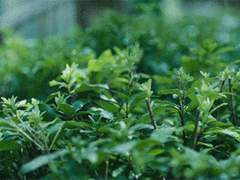 랑후얀 / 男 / 110 / 백사 영물