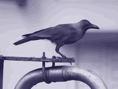 닐라 레이븐/xx/약학부