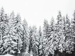 에드윈 그레인저/18/XY/가이드/A