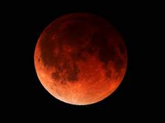 피를 먹는 꽃中