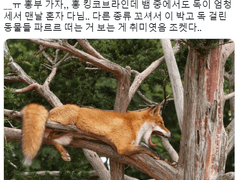 [홍부] _ 킹코브라 홍과 뿌여우