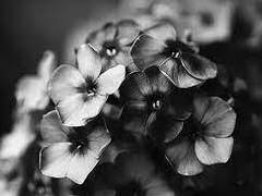 그리움이 배가 되기 전에 VIII