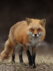 [투바투 Talk] 꼬리치는 여우 퇴치법