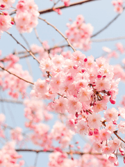 그들의 찬란한 일부