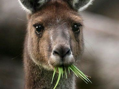 [국민 ]호주에서 만난 국민 12화