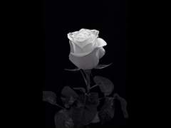 Riley 🔆 The Order Of The Phoenix