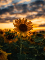 그늘 아래 해바라기