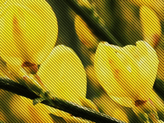 謙讓之德_謙遜하게 辭讓하는 미덕