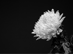 차사 이야기 下