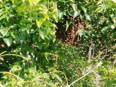 여왕벌/클라라장