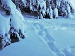 유자영, 전미권-001