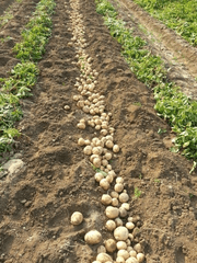 산왕공고 감자 무한제공