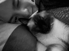 항복! 비연애주의 5