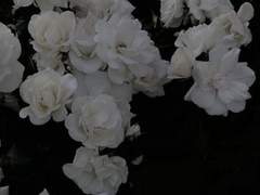 𝐓𝐞t𝐥𝐚𝐧𝐝𝐢 𝐁𝐚𝐛𝐢𝐬𝐚 𝐇𝐞𝐫𝐝𝐢𝐚𝐧