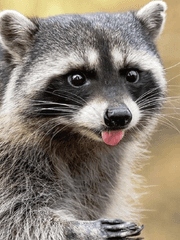 너구리인데요[잠깐..-]