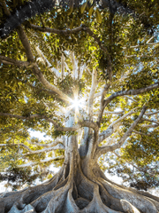 족보브레이커 : 어딜 내놔도 부끄러운 조상님과 팀플을 해야합니다